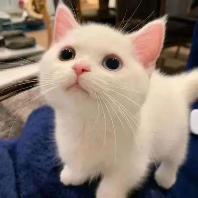 GDK666 avatar
