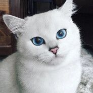 team_soloplay-