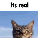 catwithablog