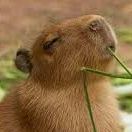team_Capybara61