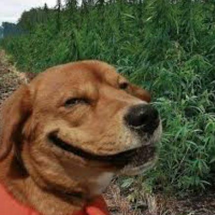 yeebud1