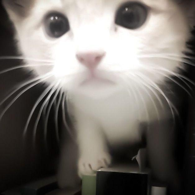 mio-_ avatar