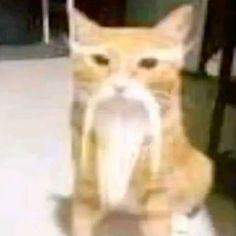 MrAnubiss avatar