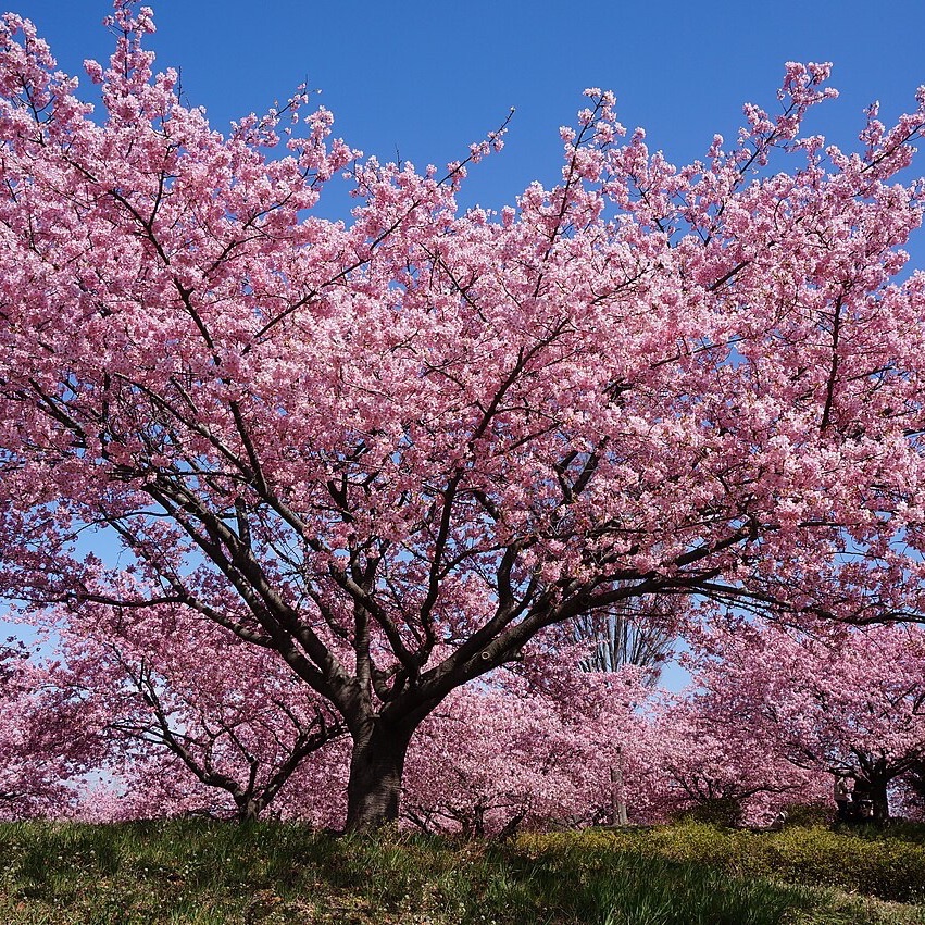 Sakura540