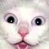 BeeSK avatar