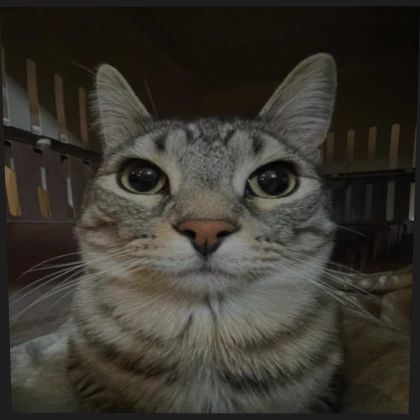 n0rd1q- FACEIT avatar