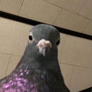 dobrik066 FACEIT avatar