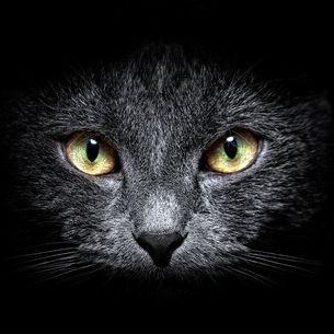 Shamskiii avatar