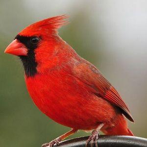 Player cardinal2463 avatar