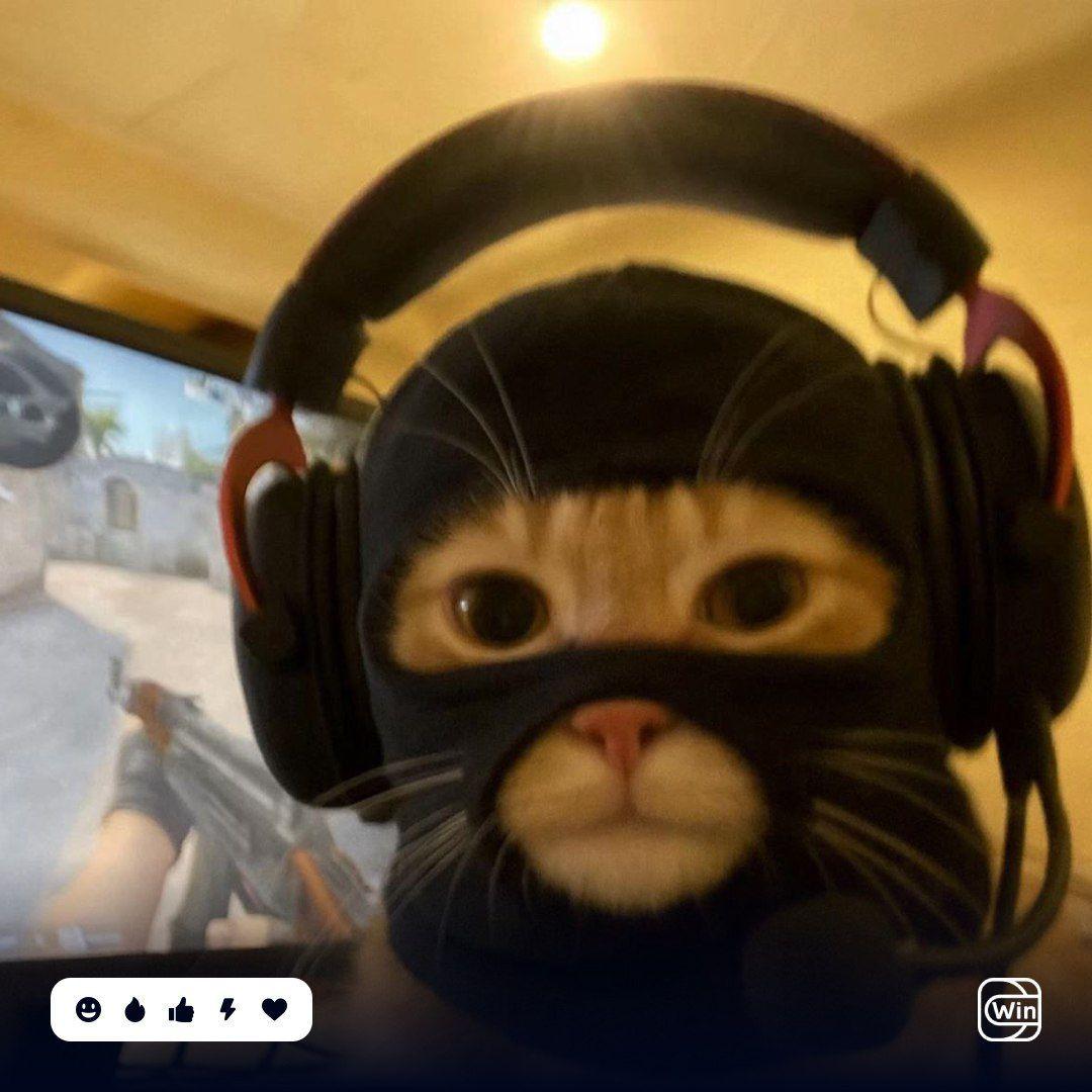 FaRoXx1k avatar