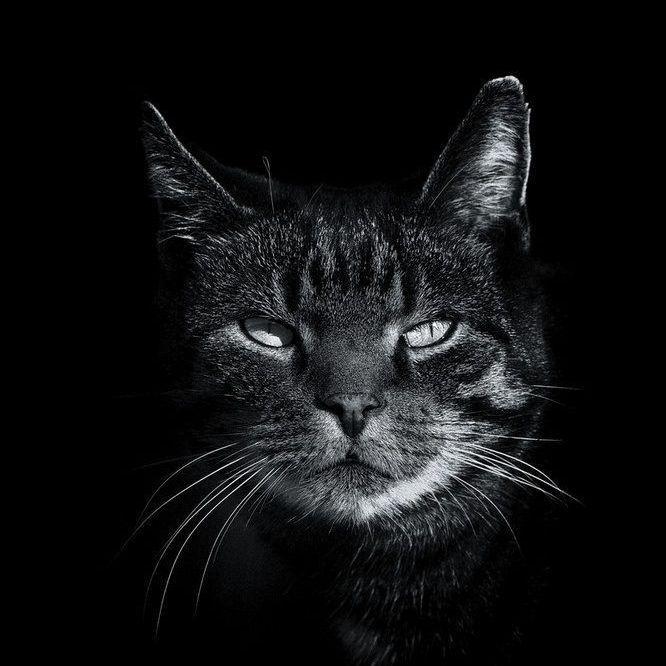 bfnzzl avatar