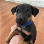 looperdog avatar