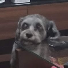 TNZBR