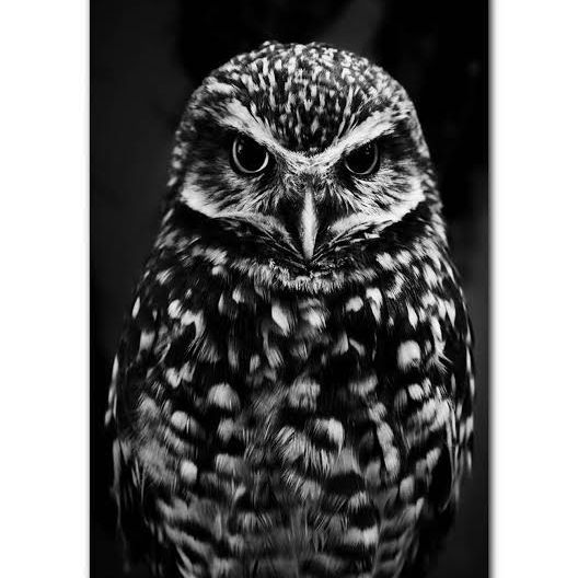 blackowllll