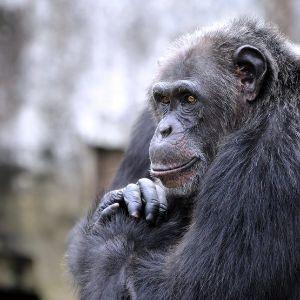Player _chimpanzee avatar
