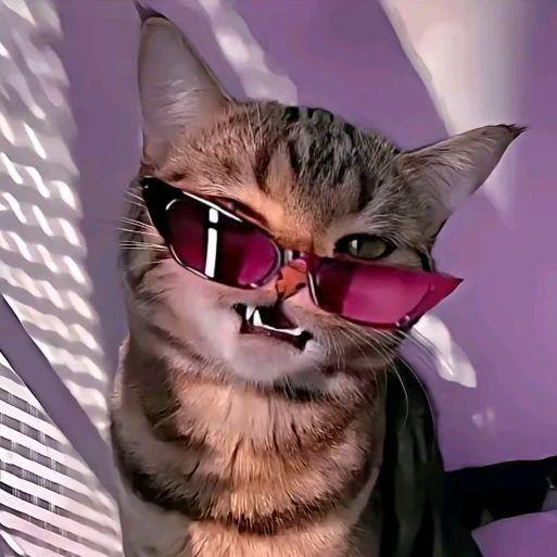 OLAAAMIGO avatar