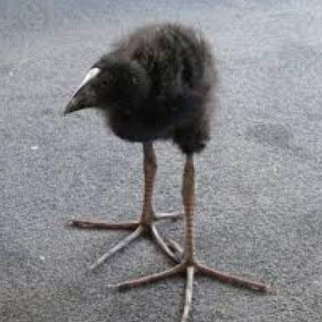 PIPIPIPI