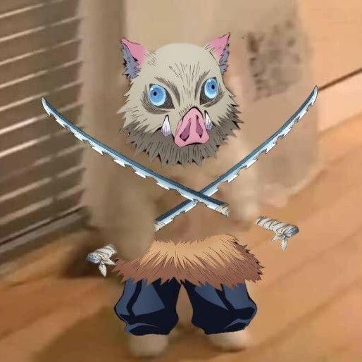sharkiefps avatar