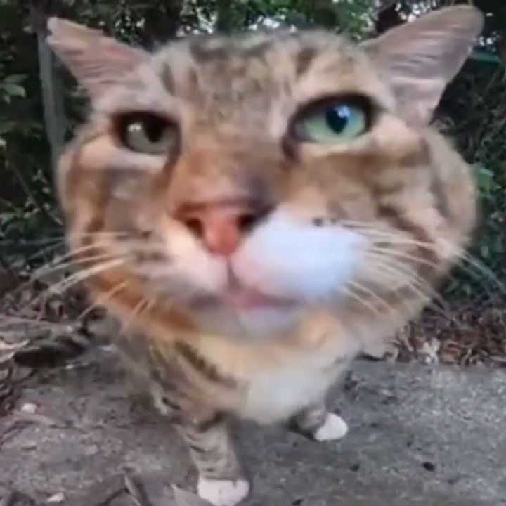 BigCat7
