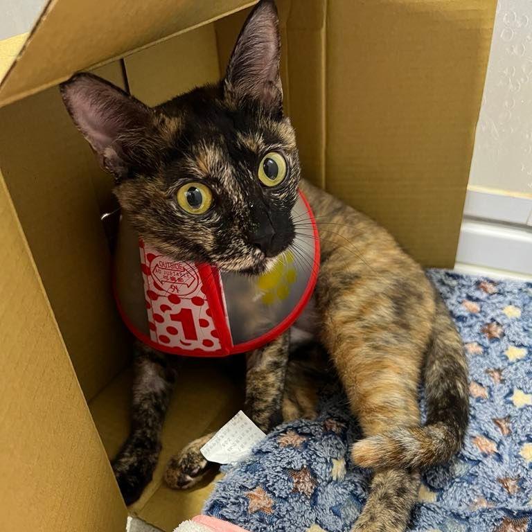 fatcat-qixi avatar