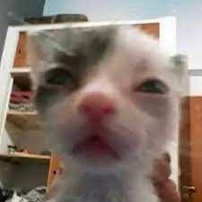 MstEmk avatar