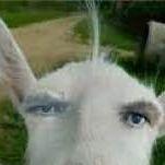 batesssq1 avatar