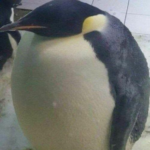 DA BIGGEST BIRD