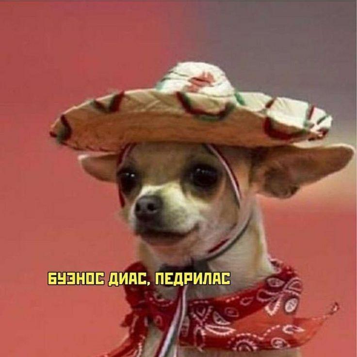 angicago avatar