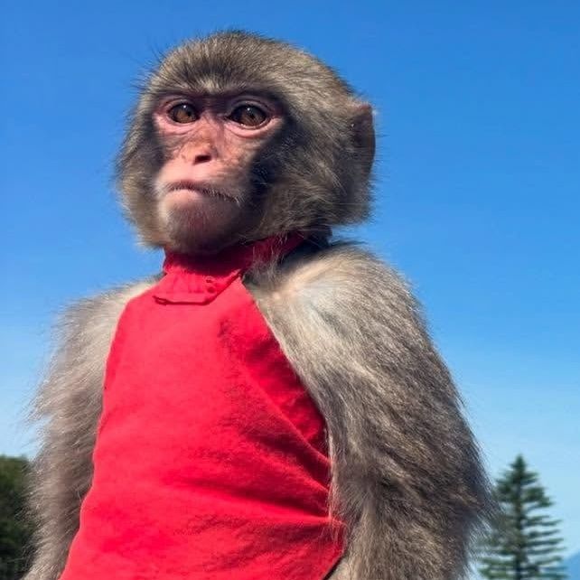dorijons