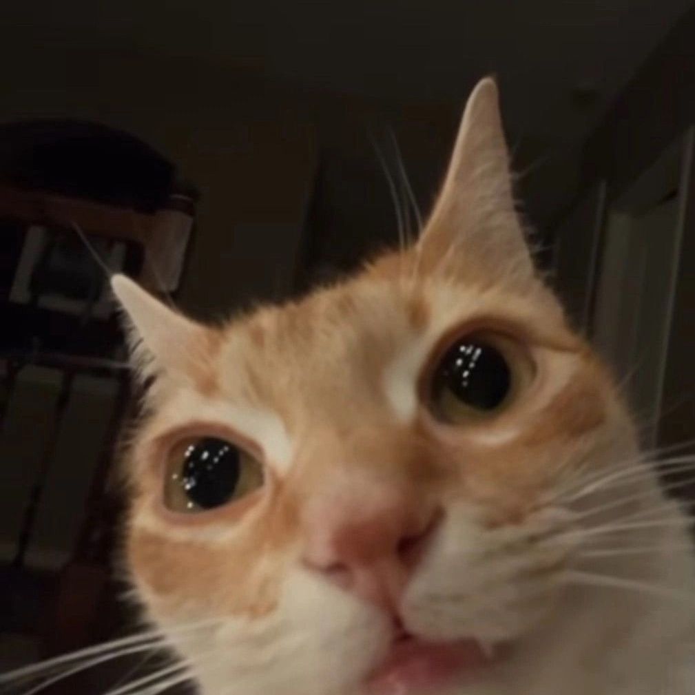 Rocket-cat