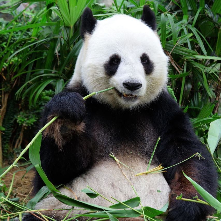 Pandice