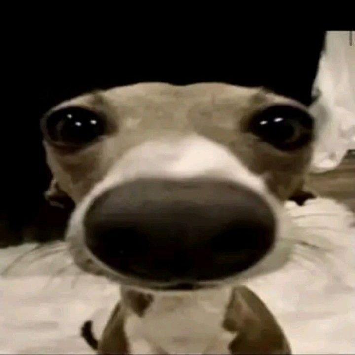 ridikk- avatar