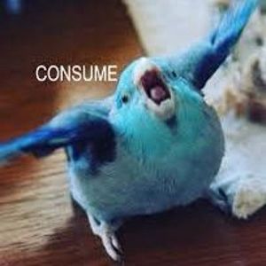 bird noises