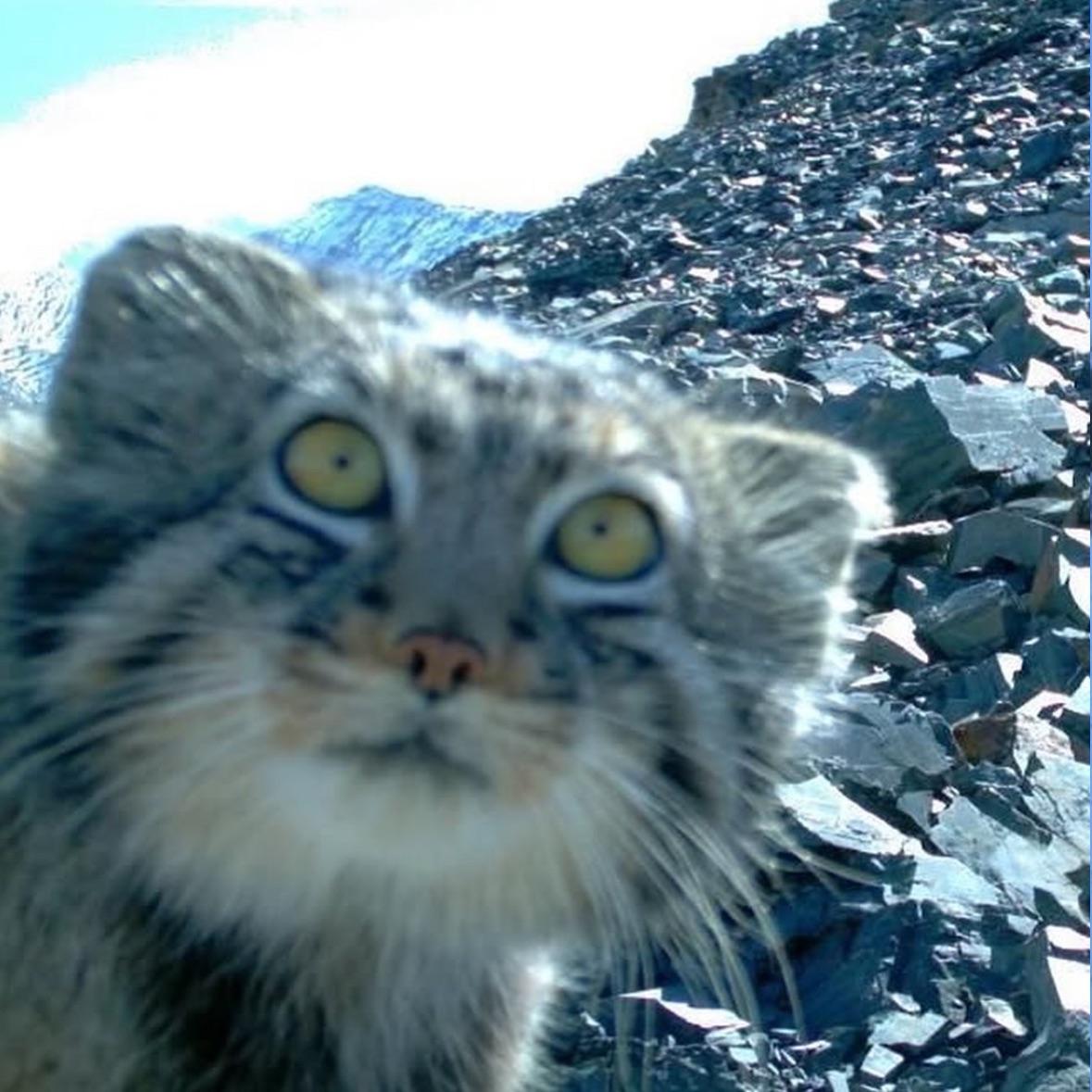 Nekoter