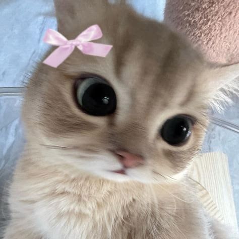 Aleaworon
