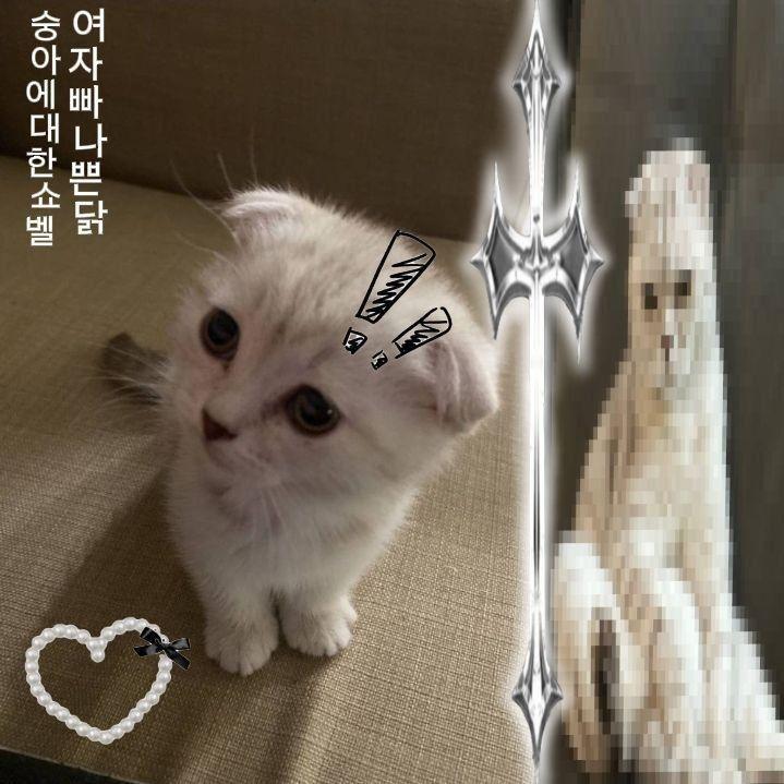 Angel3685