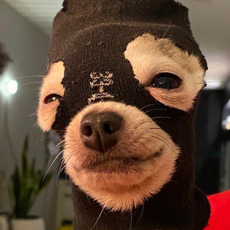 gafgaf avatar