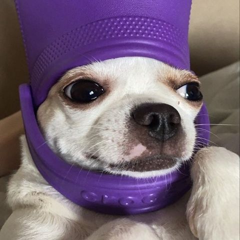 VeIiPehmee