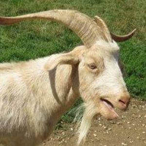 goatless avatar