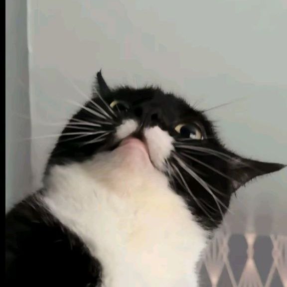 _-_Karma avatar