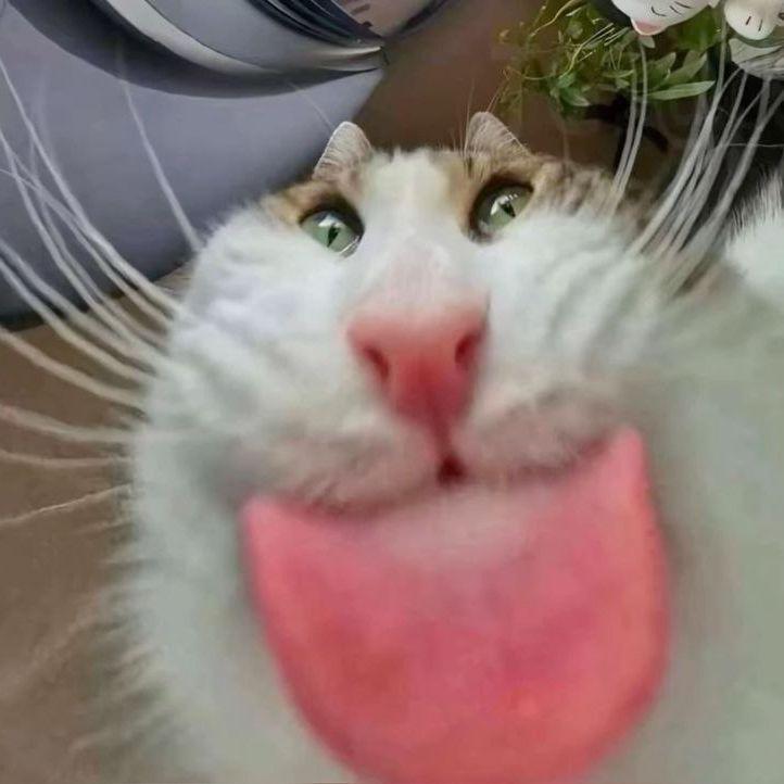 Xak_1 avatar
