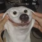 Dog Died