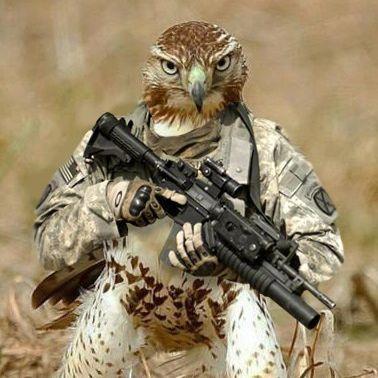 Sokol79rus avatar