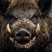 wild1boar
