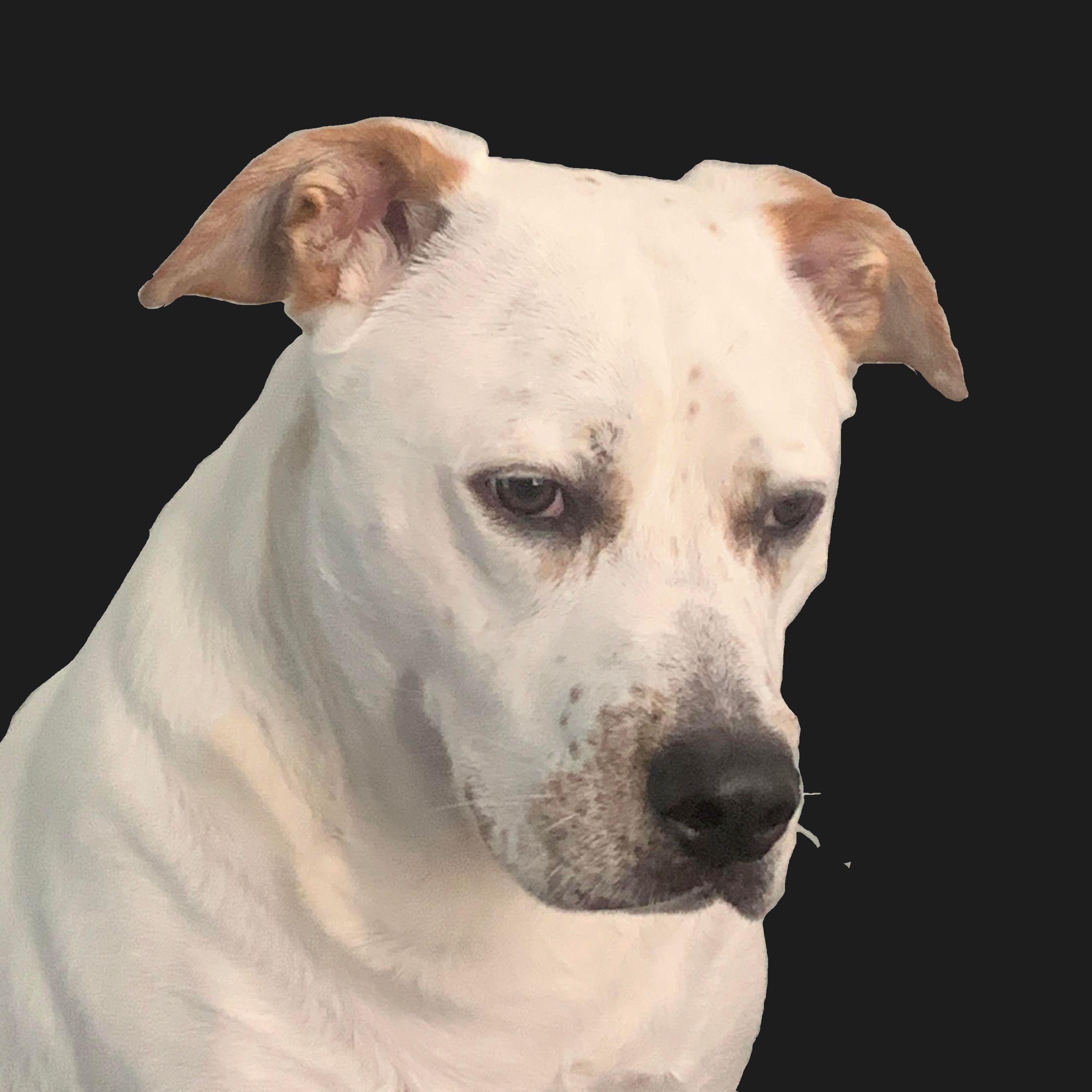 Tuberdog avatar
