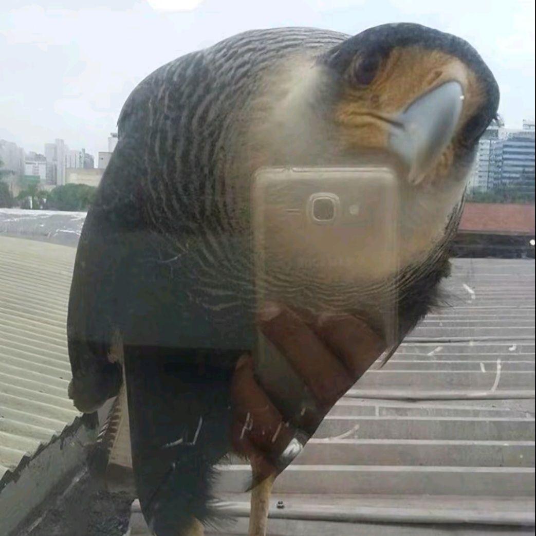 Delphin_Pot