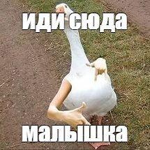 Funny_Goose