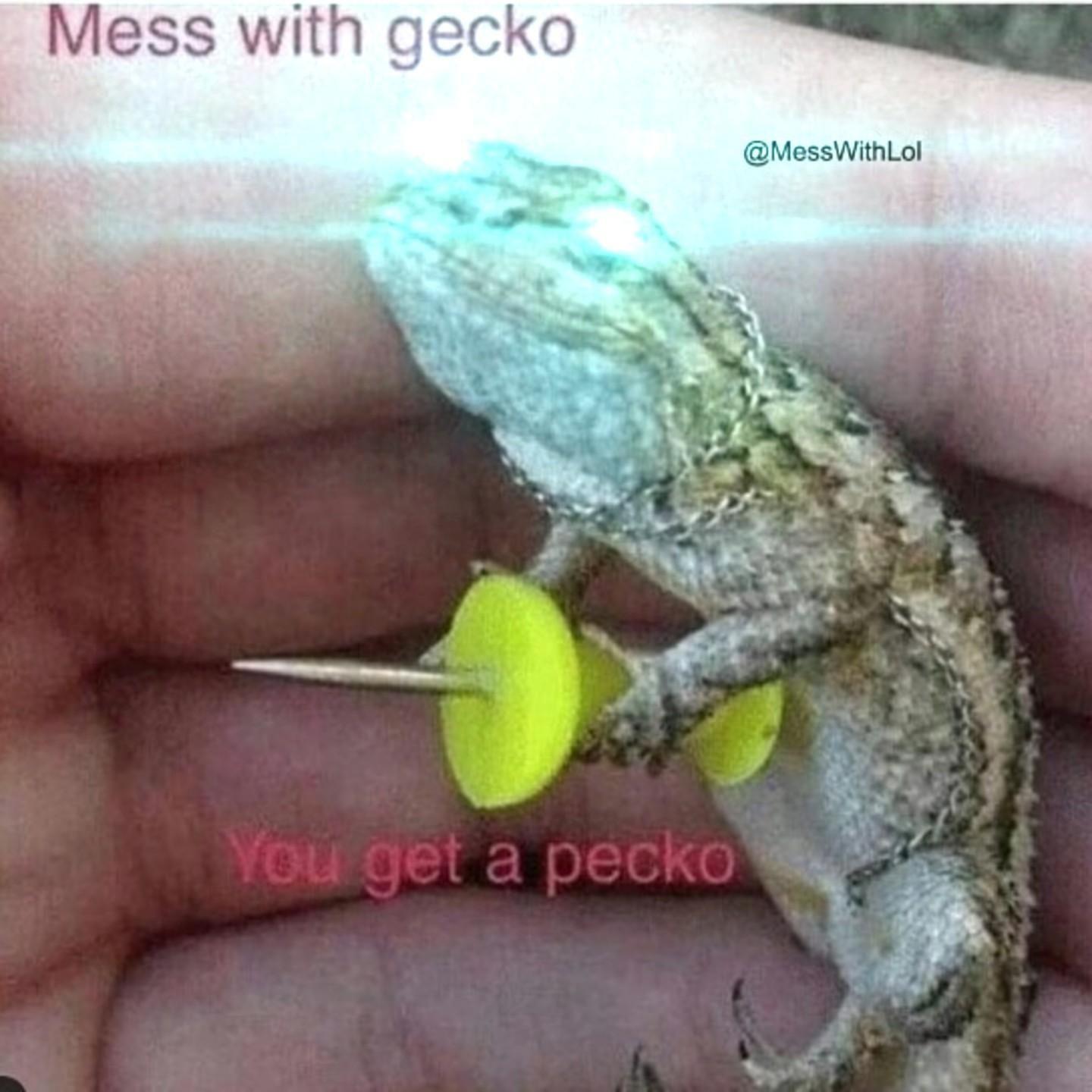 GeckoPeggo avatar