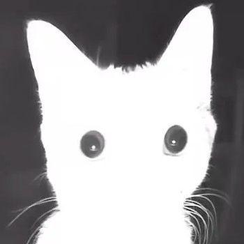 Zzapd avatar