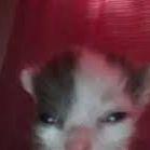dingus_www avatar
